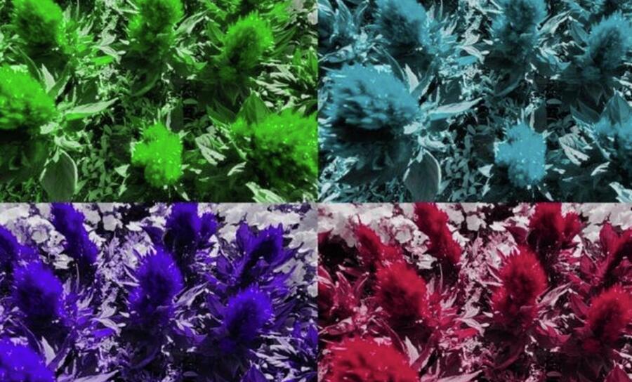 Fall Bushes  Photograph by Cherry Vercher
