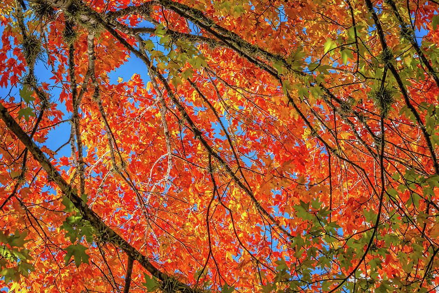 Fall Canopy Photograph by Lynn Bauer