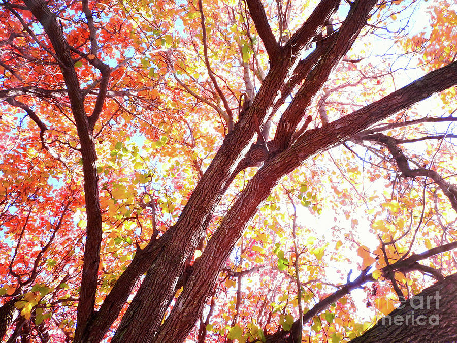 Fall Canopy Photograph by Scott Cameron