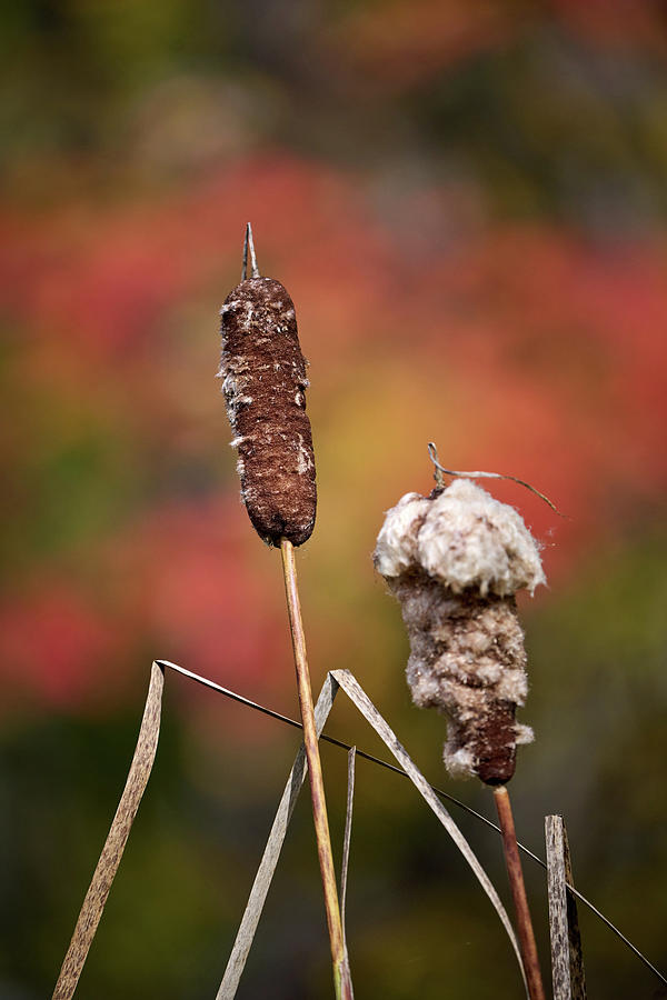 Fall Cat Tails Photograph by Paul Freidlund