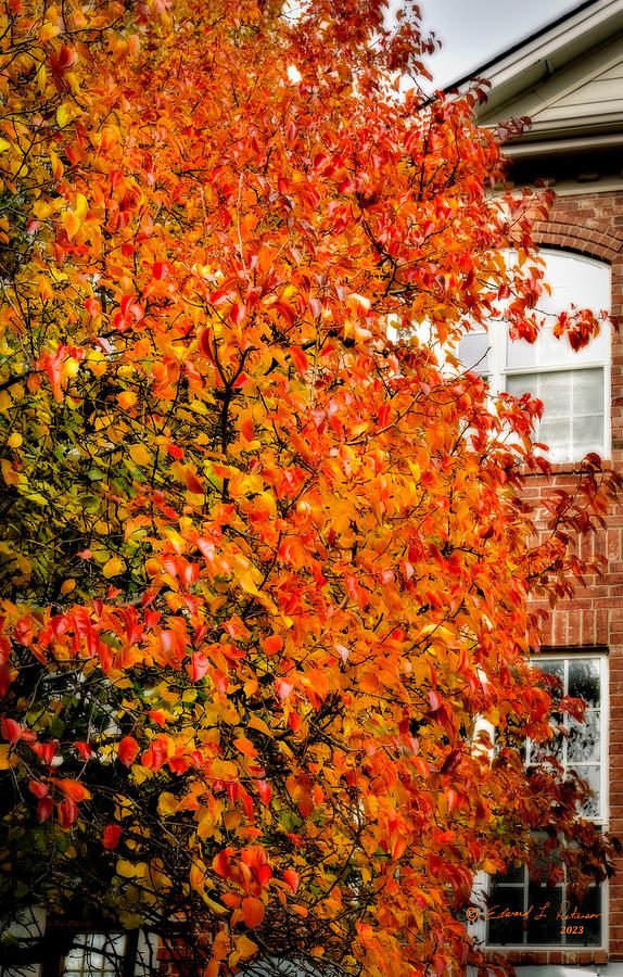 Fall Change Photograph by Ed Peterson Fall Change Photograph by Ed Peterson