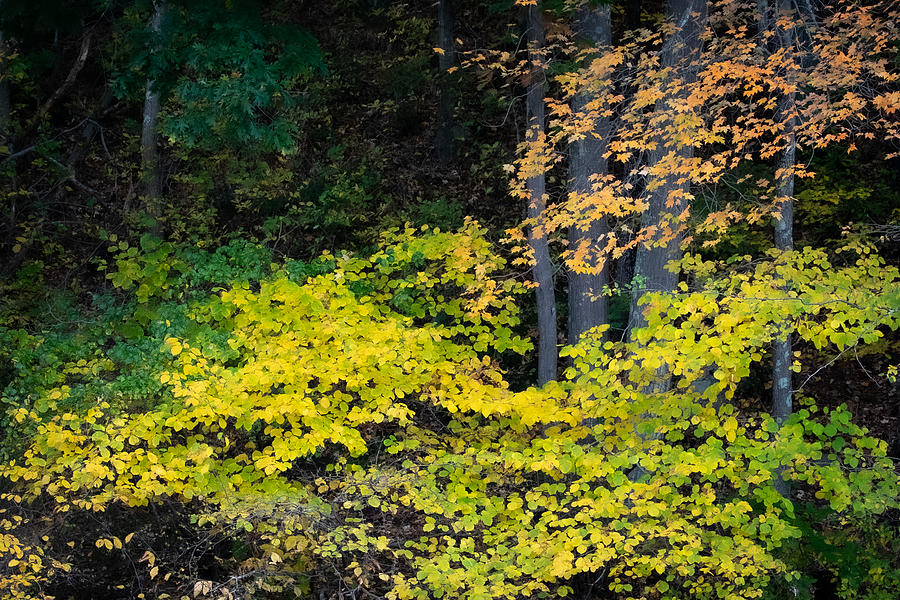 Fall Chartreuse Photograph by Linda Bonaccorsi