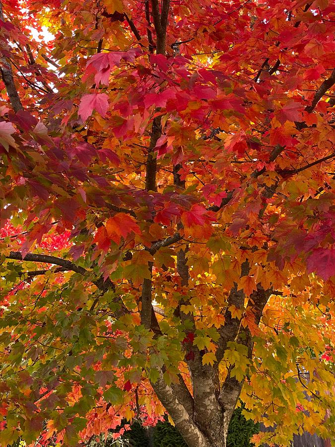 Fall Color 3 Photograph by Jerry Abbott