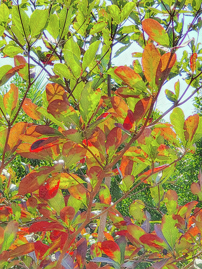 Fall Color Along the Coast Mixed Media by Sharon Williams Eng