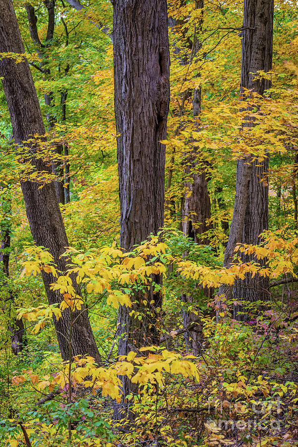 Fall Color - Clifty Falls State Park - Indiana Photograph by Gary Whitton