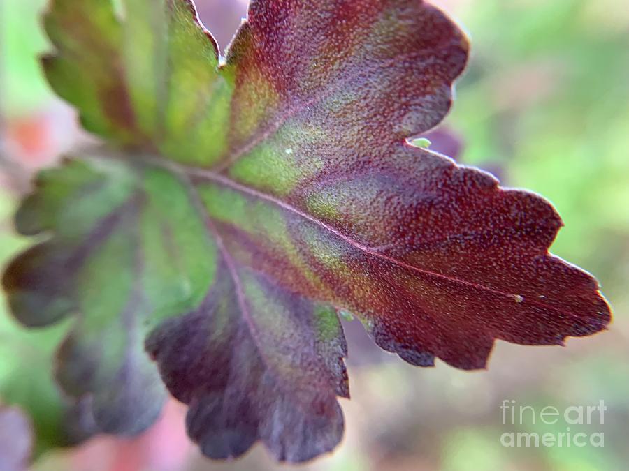 Fall Color Daisy Leaf Photograph by Catherine Wilson