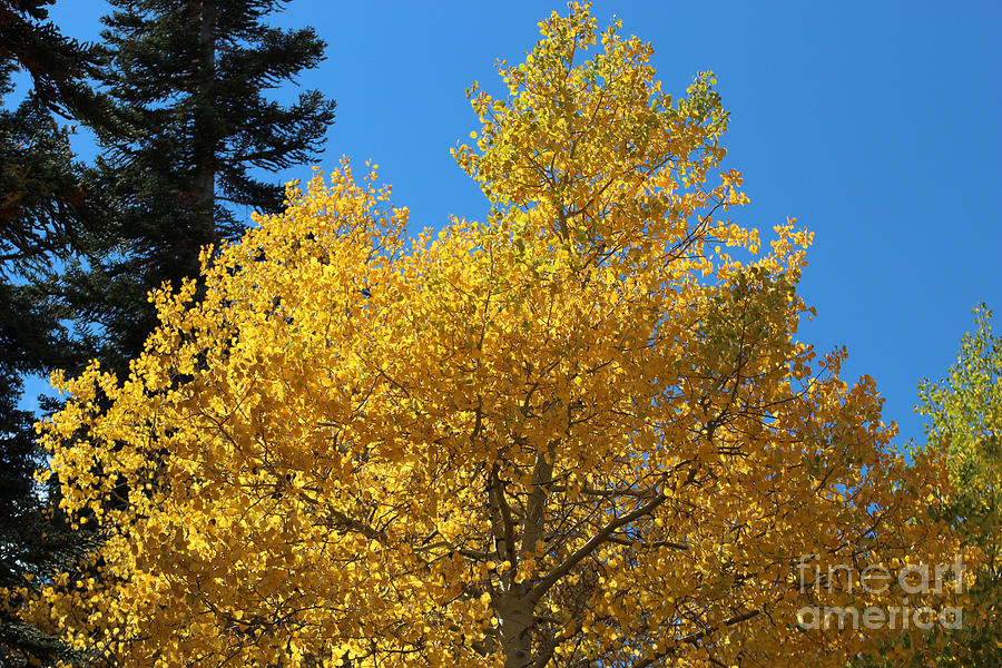 Fall Color Photograph by Doug Gist