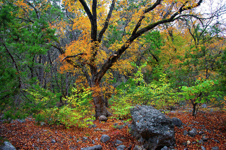 Fall Color in the Forest at Lost Maples Natural Area Photograph by Lynn Bauer
