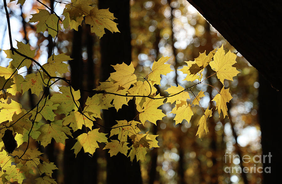 Leaves Photograph - Fall Color in the Woods 2569 by Jack Schultz