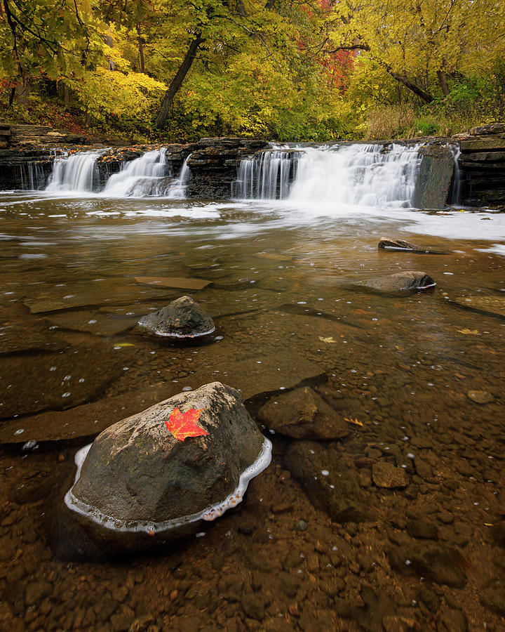 Fall Color in Waterfall Glen Photograph by Adam Romanowicz