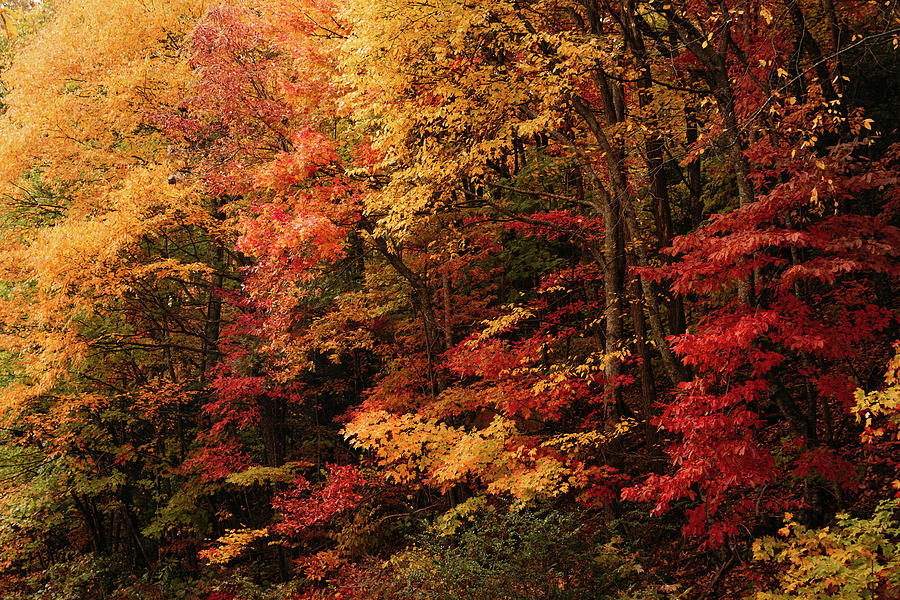 Fall Color on the Blue Ridge Parkway Photograph by Joni Eskridge