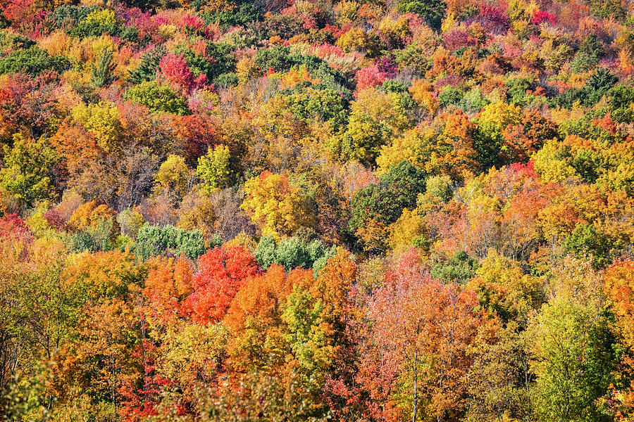 Fall Color Palette Photograph by Elvira Peretsman