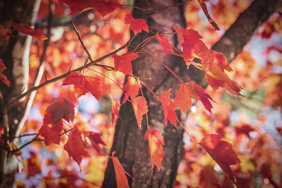 Fall Color Photograph by Randy Bayne
