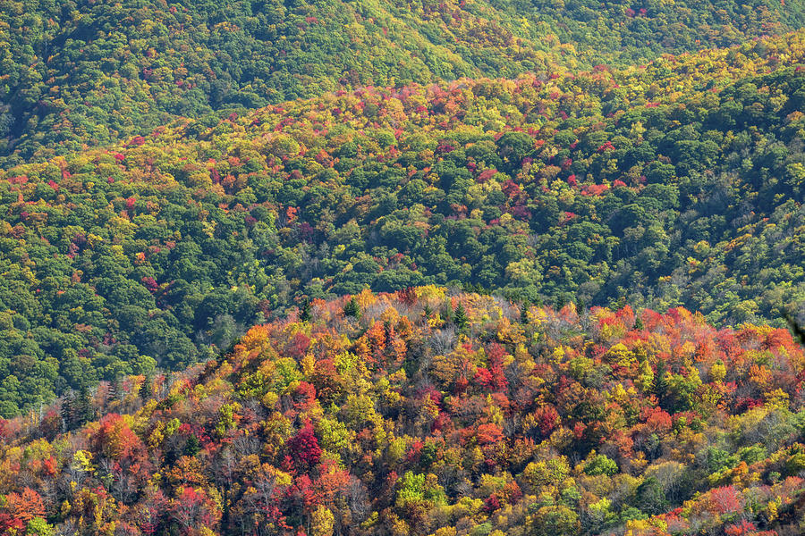 Fall Color Ridges Photograph by David R Robinson - Fine Art America