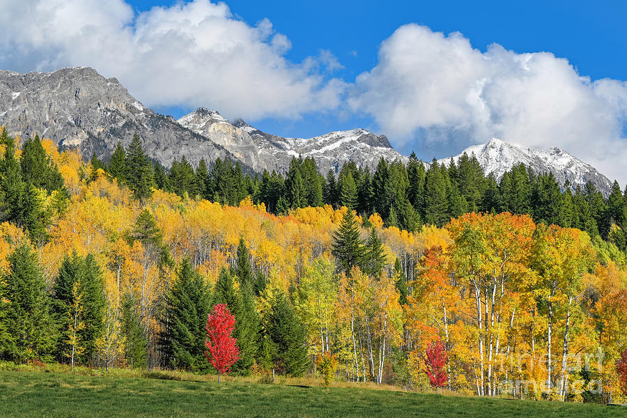 Fall color, Rocky Mountains, BC, Canada Photograph by Michael Wheatley