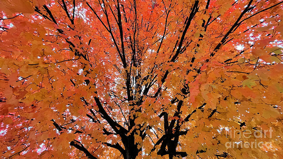 Tree Photograph - Fall Color Spendor 4011 by Jack Schultz