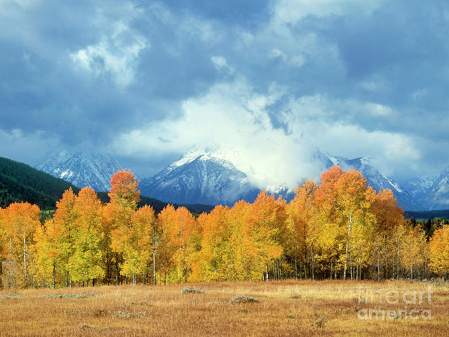 Fall Color Storm Aspens Tetons Grand Tetons National Park Wyoming Photograph by Dave Welling