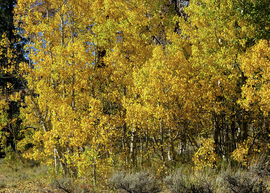 Fall Color Tioga Pass Photograph by Brett Harvey