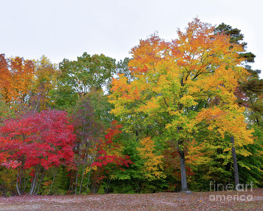 Fall Color - Virginia Photograph by Scott Cameron