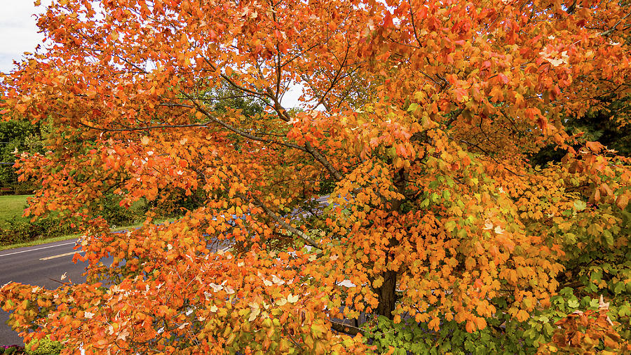 Fall Colored Leaves Photograph