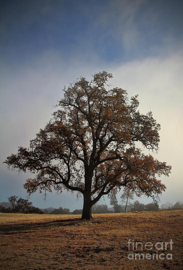 Fall Colored Oak Tree with Clouds Photograph by Stephanie Laird