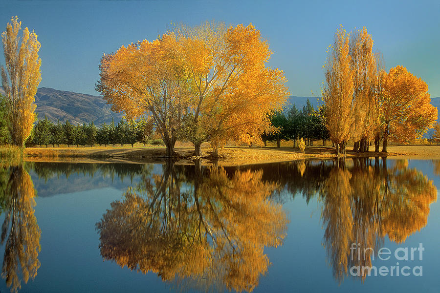 Fall Colored Trees Near Eastern Sierras California Photograph by Dave Welling