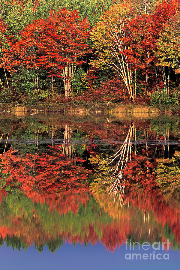 Fall Colored Trees Thornton Lake Upper Peninsula Michigan Photograph by Dave Welling
