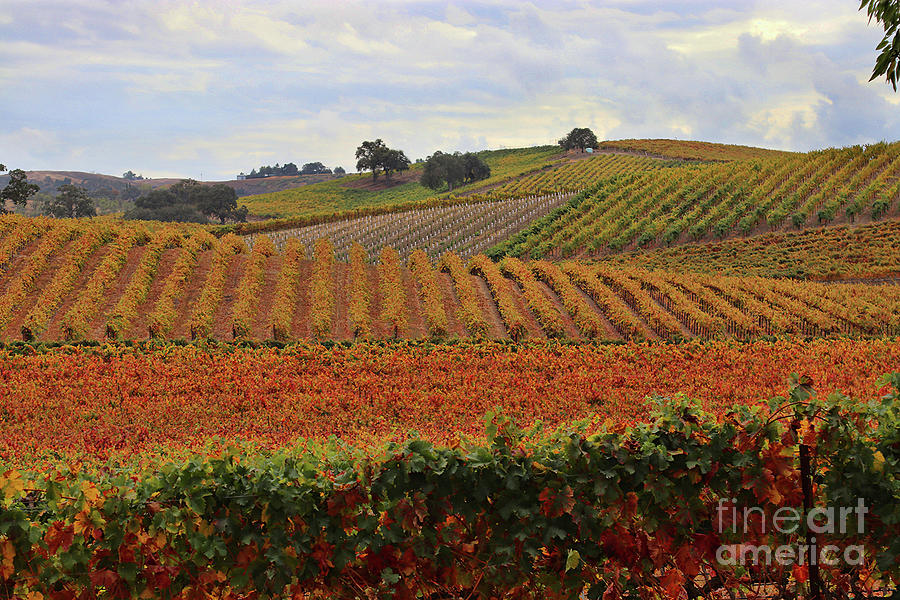 Fall Colored VIneyard Paso Robles California Wine Country Photograph by Stephanie Laird