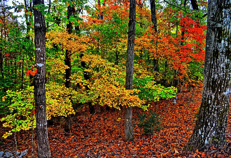 Fall Colors 056 Photograph by George Bostian
