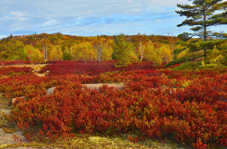 Acadia National Park Photograph - Fall Colors - Acadia by Stephen Vecchiotti