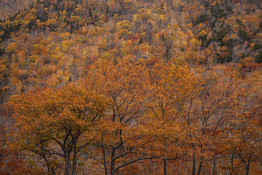 Fall Colors Along North Mountain Photograph by Irwin Barrett