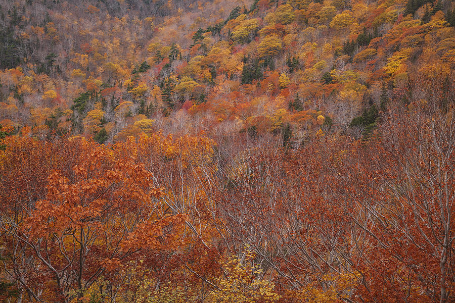Fall Colors Along The North Mountain Ridge Photograph by Irwin Barrett