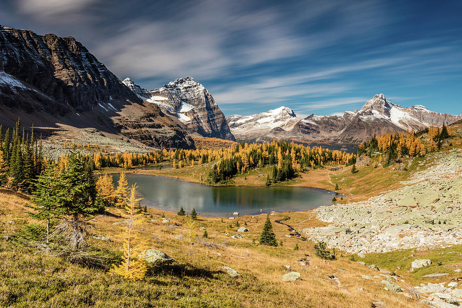 Fall Colors and golden Larch trees at Lake OHara and the Opabin plateau Photograph by Pierre Leclerc Photography