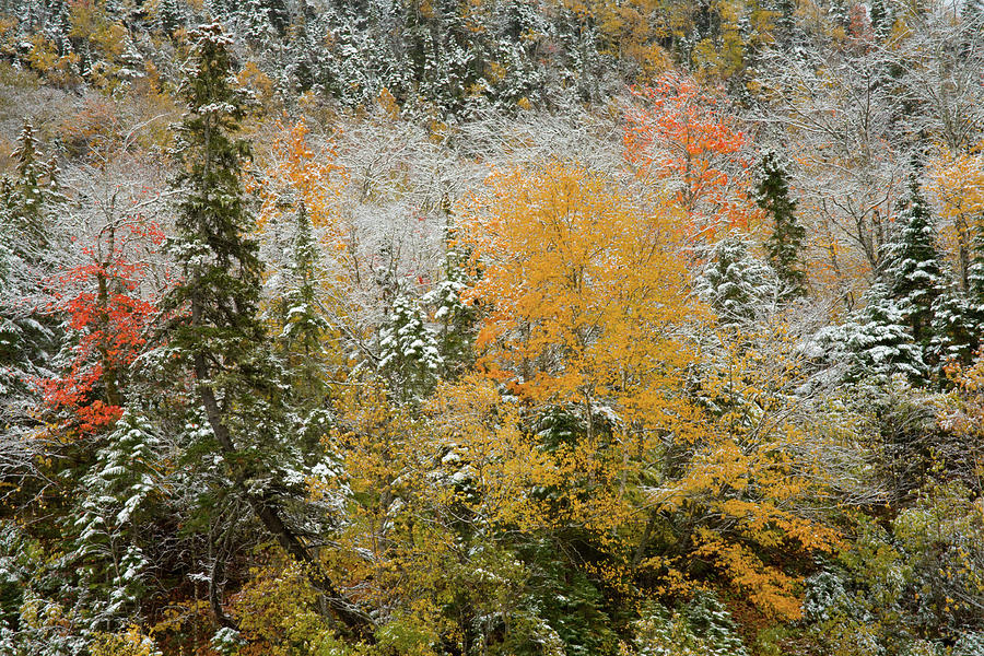 Fall colors and snow at Sugarloaf Mountain Photograph by Irwin Barrett