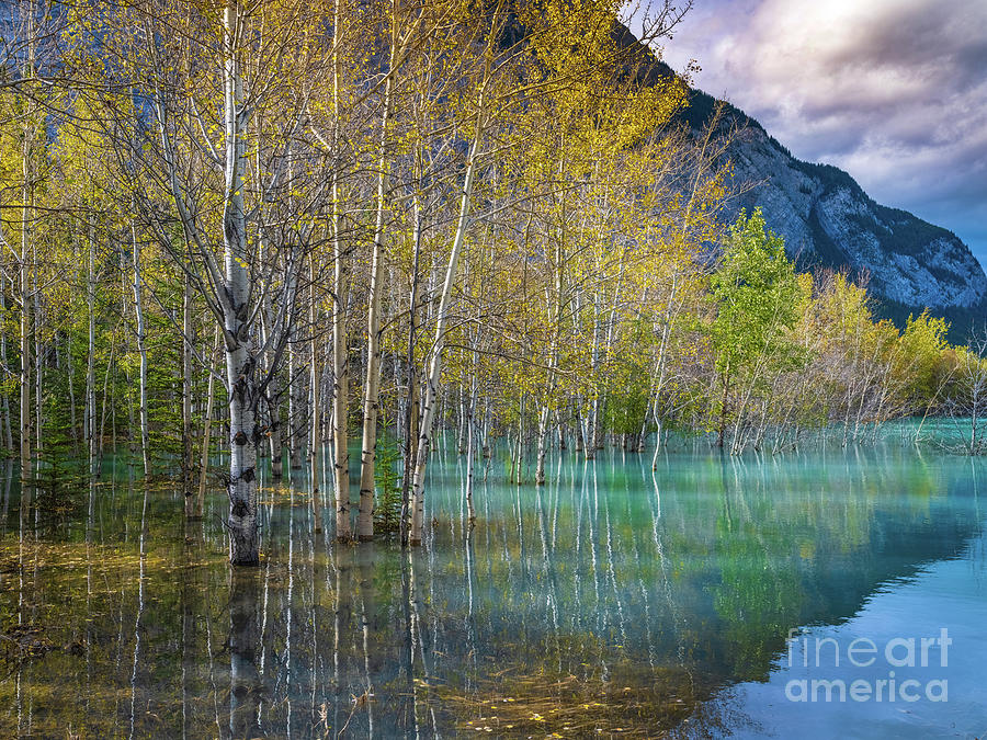 Fall Colors Aspen Grove Dusk Reflection Photograph