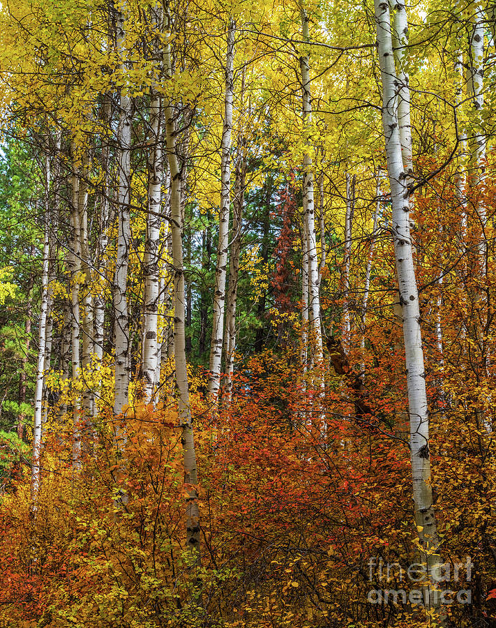 Fall Colors Aspens Study Photograph