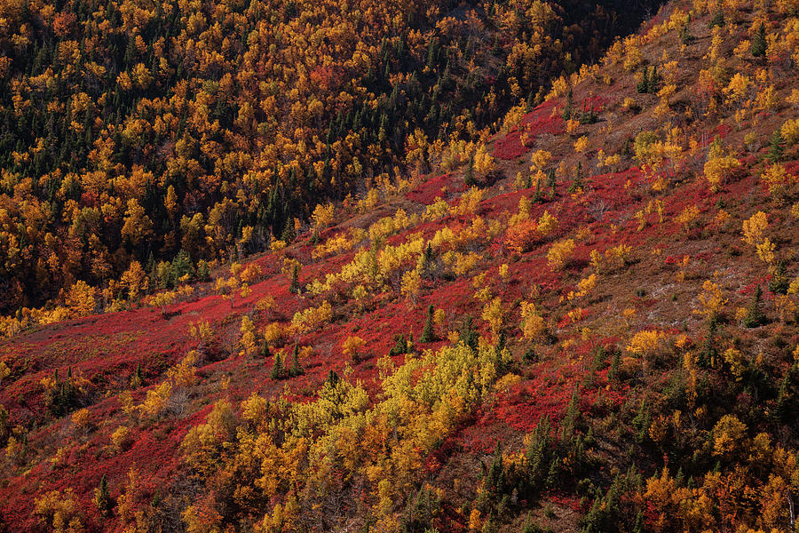 Fall Colors at Cape Smokey Provincial Park Photograph by Irwin Barrett