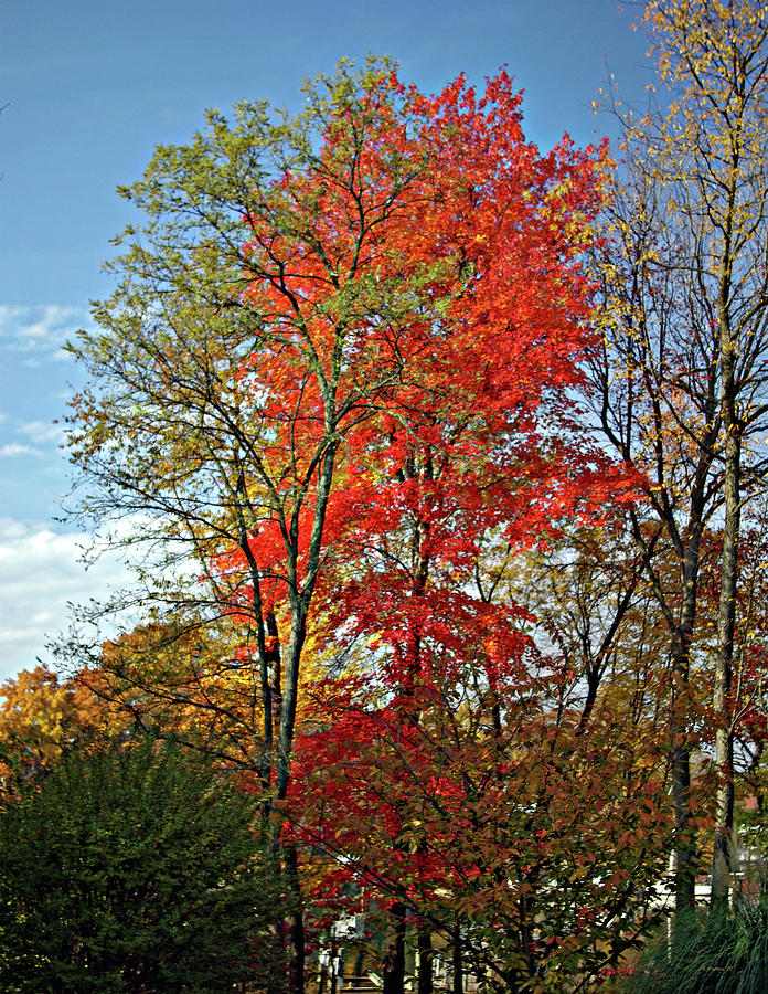 Tree Photograph - Fall Colors At Home by Brian Wallace