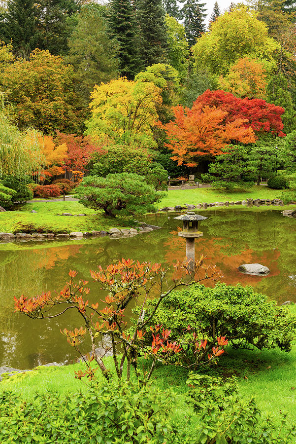Fall colors at Seattle Japanese Garden Digital Art by Michael Lee