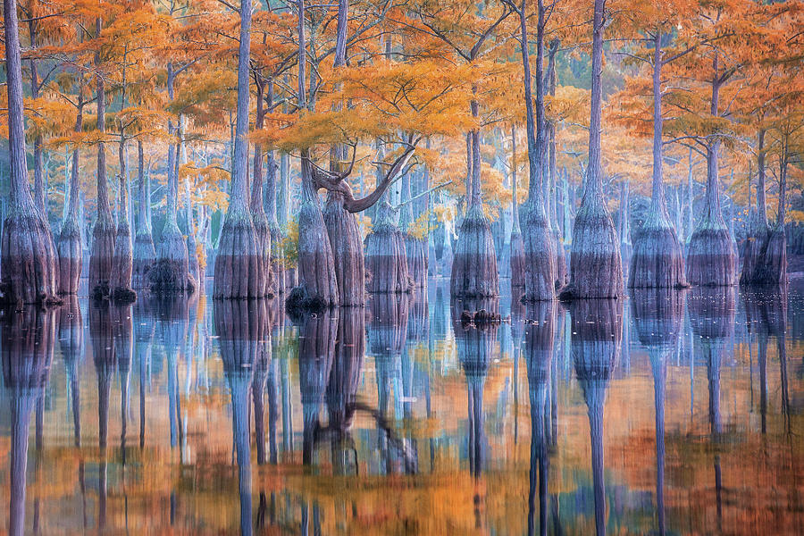 Fall colors at the Cypress Lake - 2 Photograph by Alex Mironyuk