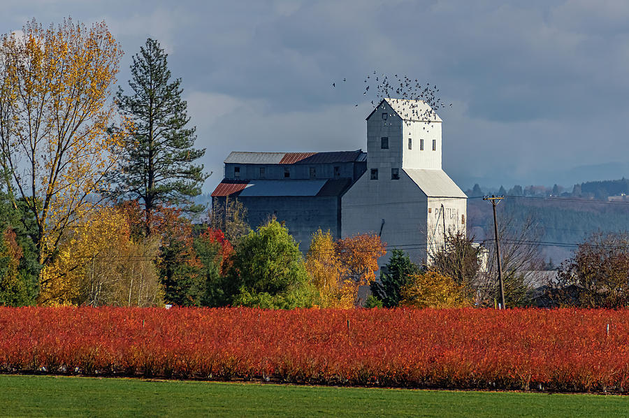 Fall colors at the grain elevator Photograph by Ulrich Burkhalter