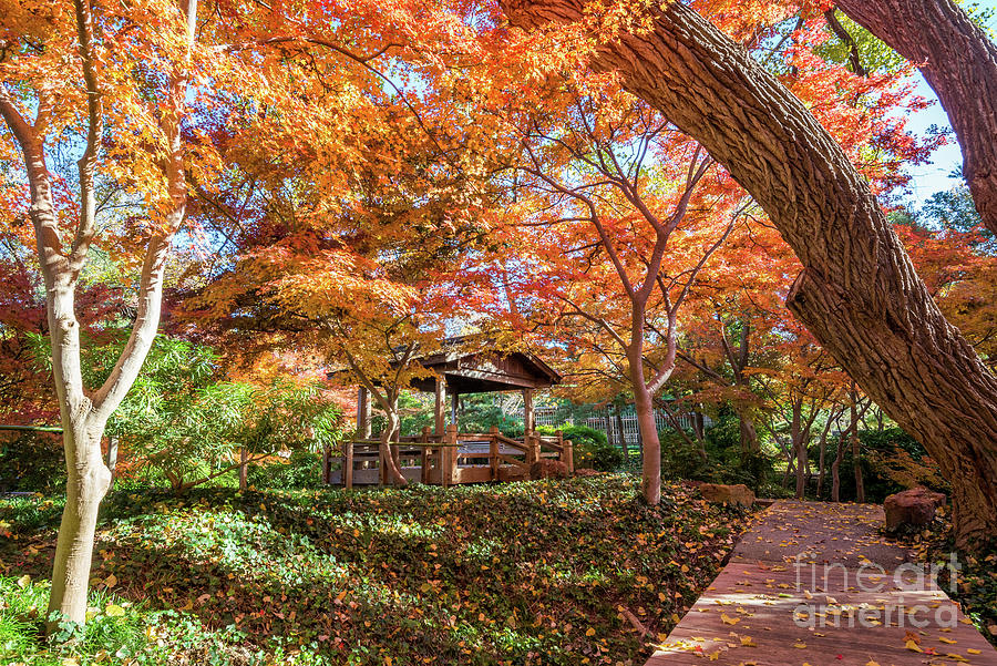 Fall Colors At The Pavilion Photograph