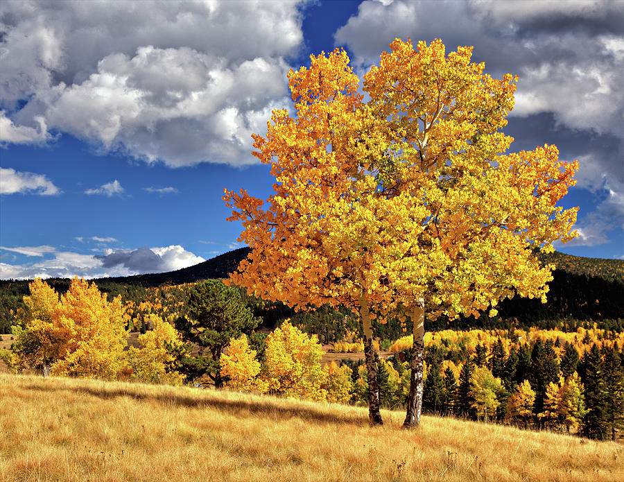 Fall Colors Photograph by Bob Falcone