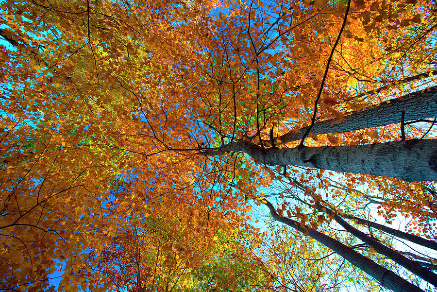 Fall Colors-Canopy of Sugar Maple Trees-Howard County Indiana ...