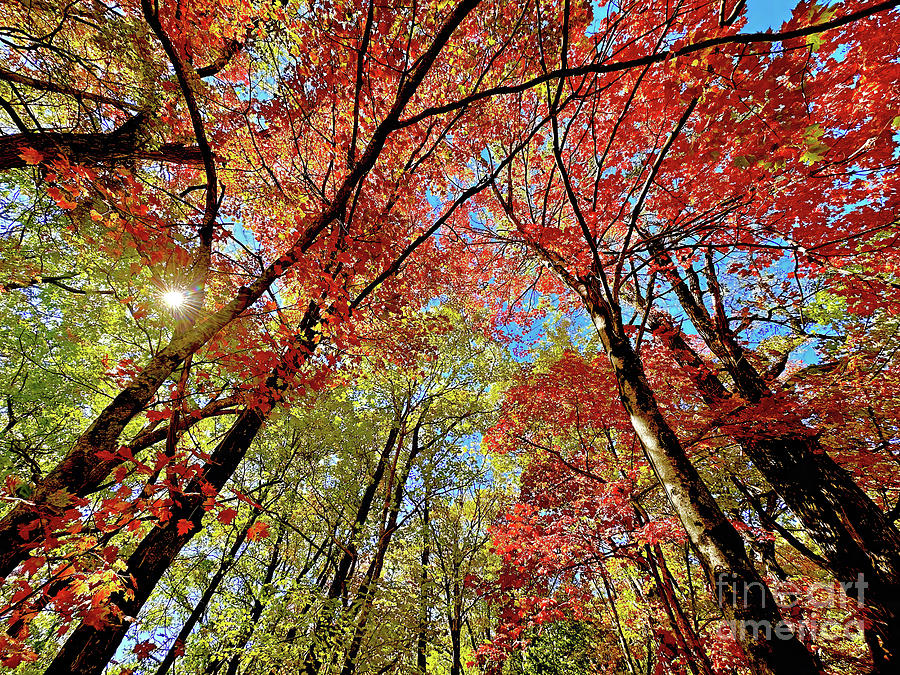 Fall Colors, Carolina Mountain Forest Photograph by Don Schimmel