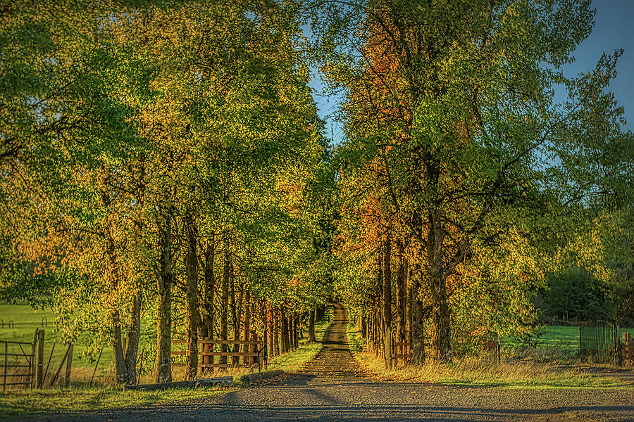 Fall Colors Country Road Photograph by Loyd Towe Photography