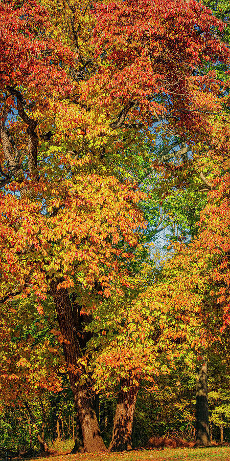 Fall Colors Creve Couer Park GRK7802_11052019-HDR4438-TEXTURE Photograph by Greg Kluempers