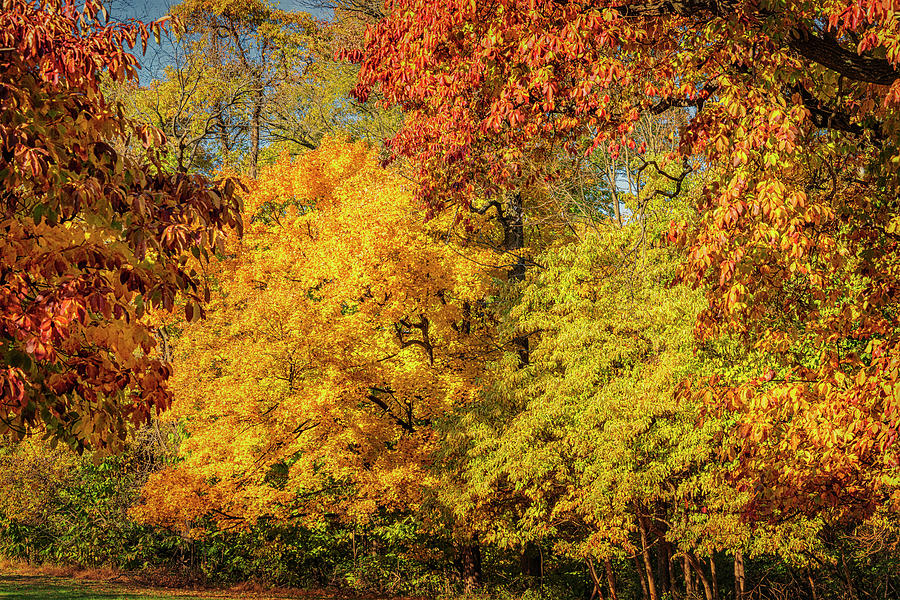 Fall Colors Creve Couer Park GRK7805_11052019-HDR4447-texture Photograph by Greg Kluempers