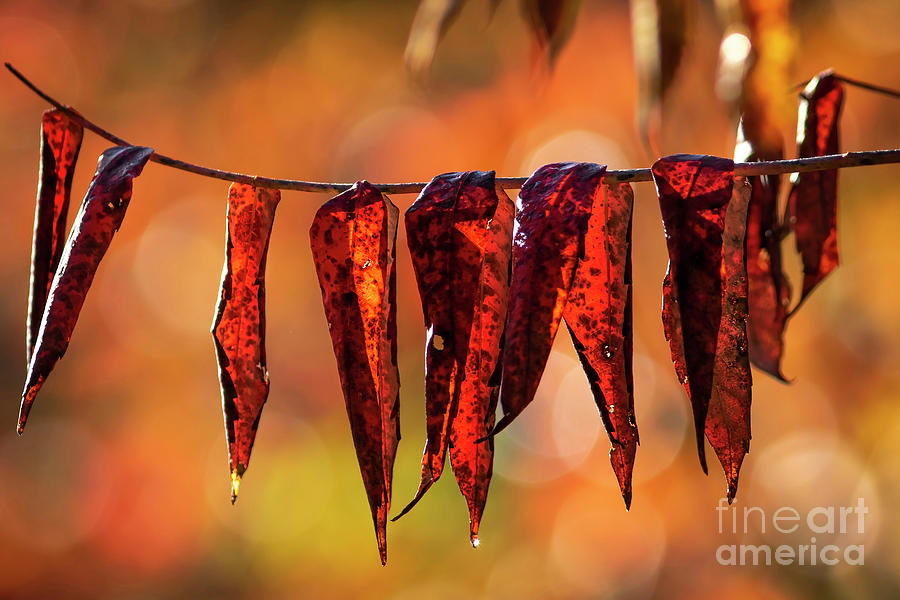 Fall colors Photograph by Darya Zelentsova