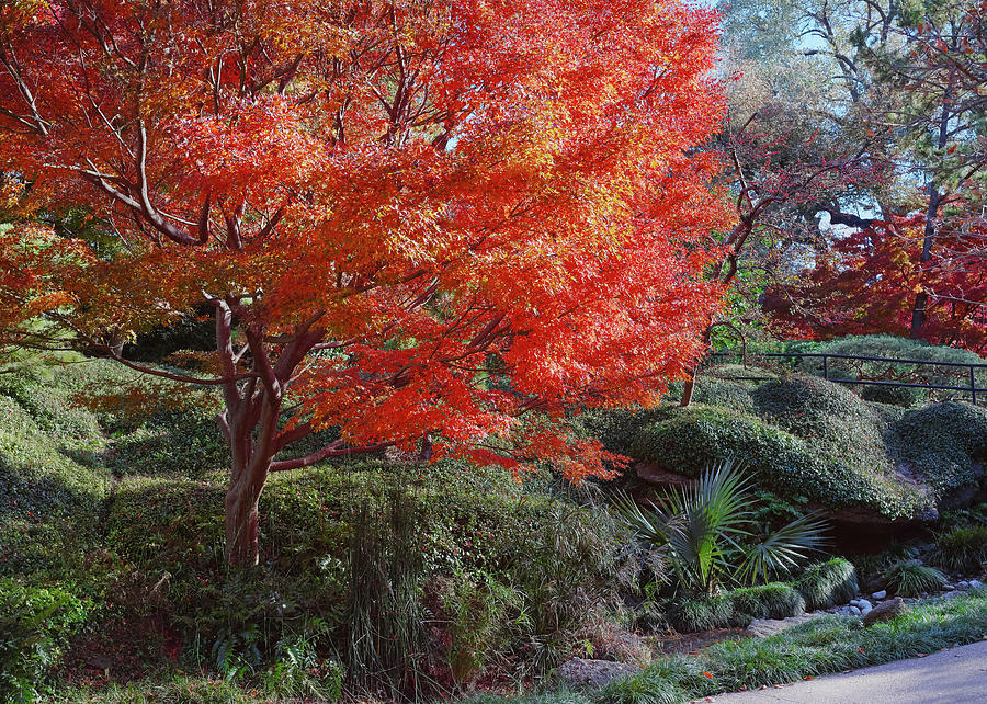 Fall Colors Fort Worth 112119 by Rospotte Photography Fall Colors Fort Worth 112119 by Rospotte Photography